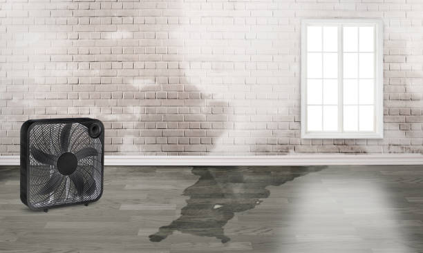 Best Emergency water damage restoration  in Marine City, MI