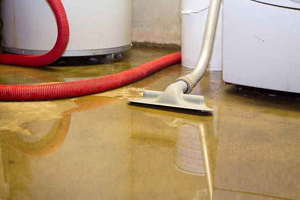 Best Mold removal after water damage  in Marine City, MI
